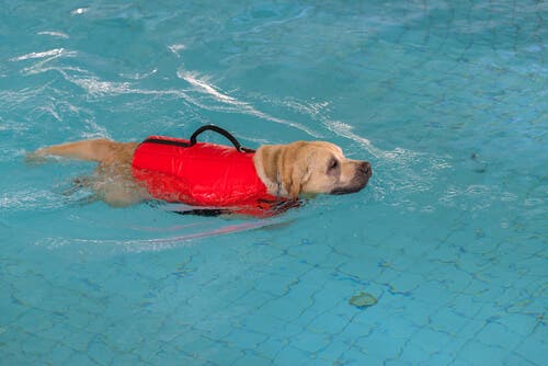 There are many different types of pet rehabilitation exercises.