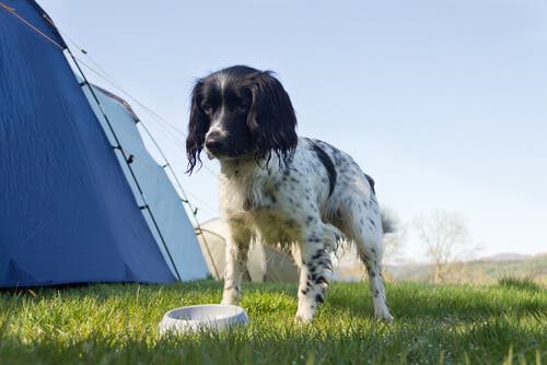 A dog and a plastic dog bowl in a field.