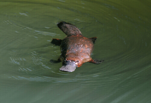 A platypus swimming.