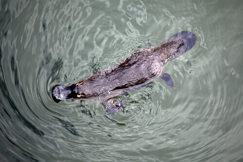 A platypus in the water.