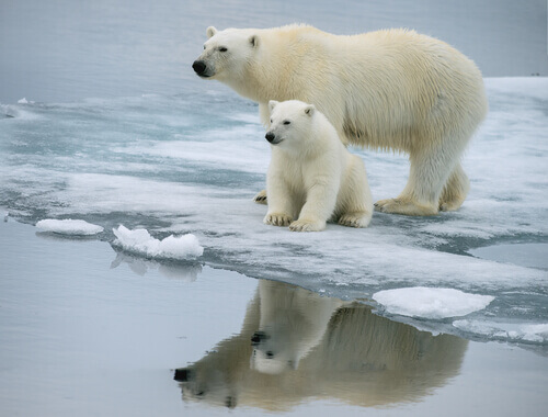 A polar bear and cub.