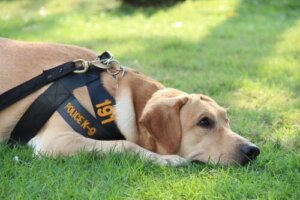 Police Dog Agent: A Canine Officer's Life and Training
