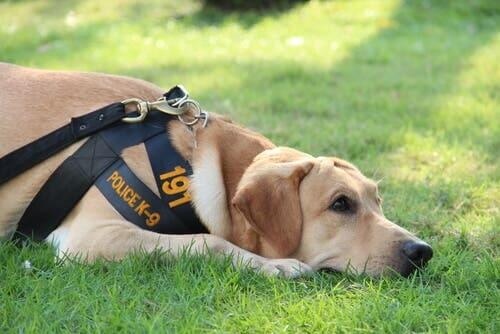Police Dog Agent: A Canine Officer’s Life and Training