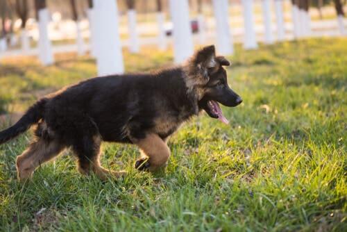 A puppy soon to be a police dog.