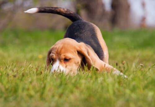 A small puppy smelling the grass.