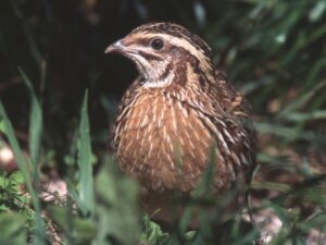 Quail Breeding: Care and Advice