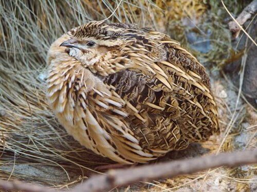 A quail chick.