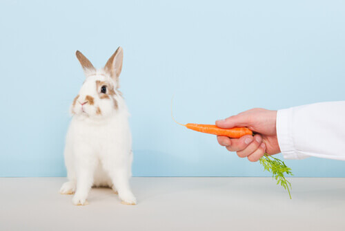 Someone offering a rabbit a carrot.