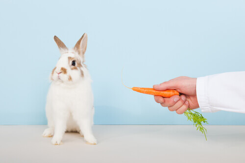 How To Get Rid of Parasites in Rabbits - My Animals