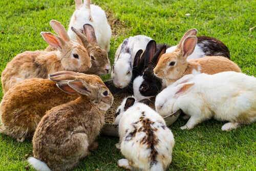 Rabbits eating from a bowl.