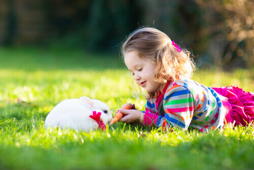 What Does Therapy with Rabbits Consist Of? - My Animals