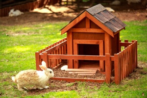 Letting them play outside can reduce stress in rabbits.