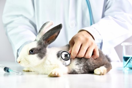 A rabbit at the vet.