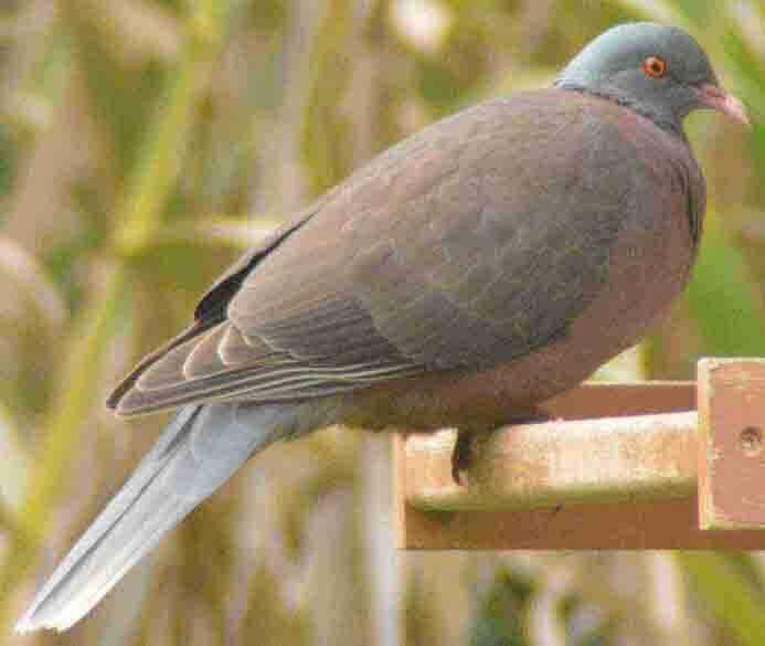 A species of pigeon that lives in the Canary Islands.