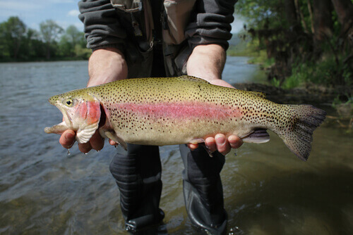 A fisherman with a rainbow trout.