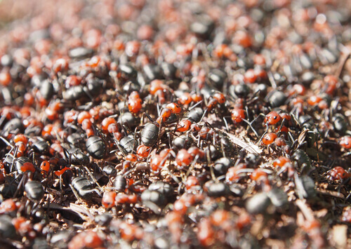 A close-up of an ant colony.