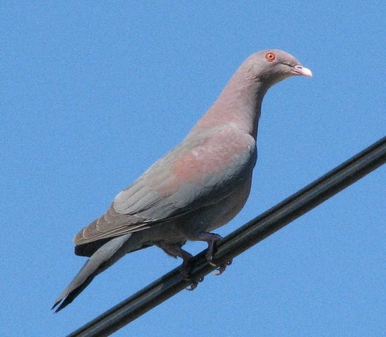 A species of pigeon that inhabits North and Central America.