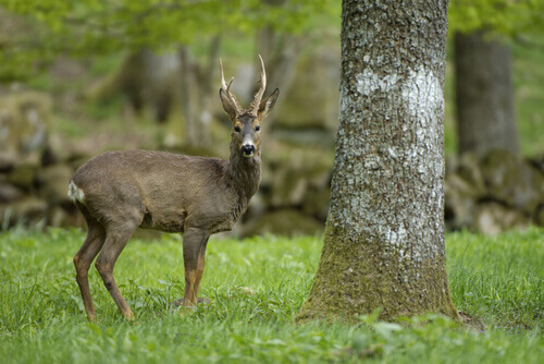 A red deer in the forest.