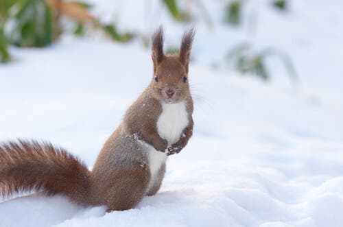 One of the many types of squirrels is the red squirrel.