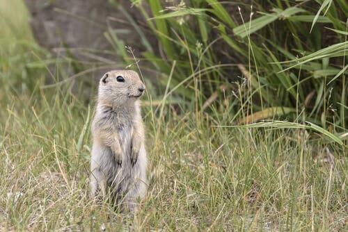 A Richardson's ground squirrel standing in a field.