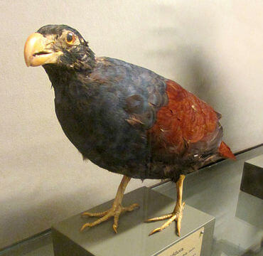A dissected Samoan pigeon.
