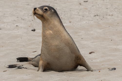 A sea lion on the beach.
