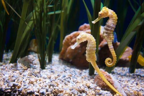 Two seahorses in the water.