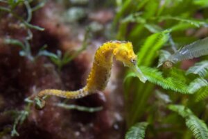 The Seahorse: Hippocampus of the Sea