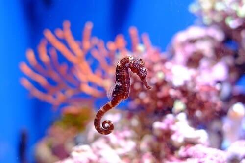 The seahorse can grow up to 12 inches.