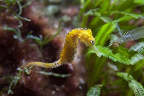 The Seahorse: Ιππόκαμπος της θάλασσας