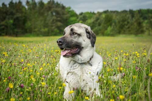 An Anatolian shepherd dog laying in a field.
