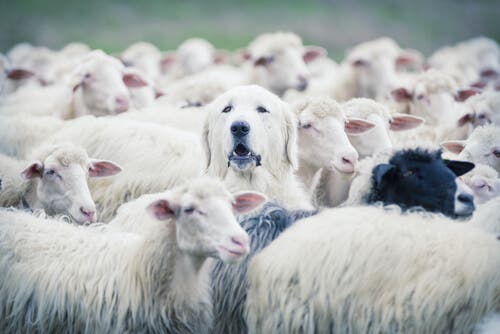 A dog surrounded by sheep.
