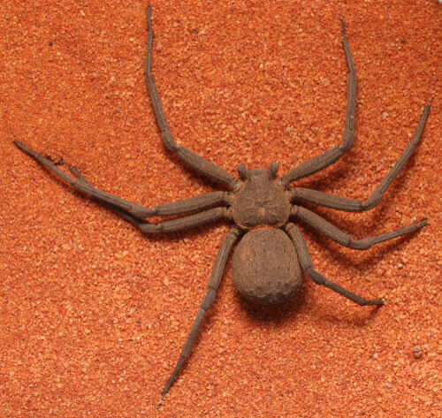 A sicarius spider.