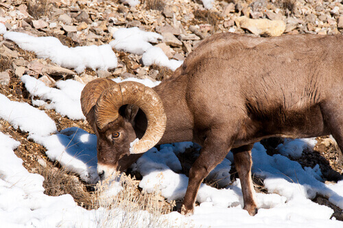 A close-up of a mountain goat.