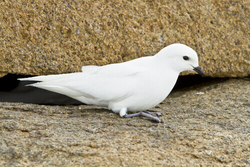 A snow petrel.