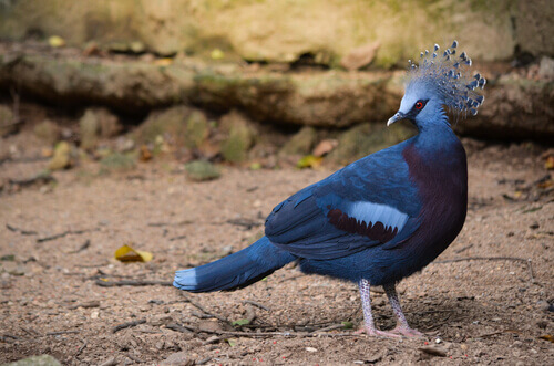 Did You Know There Are More than 300 Species of Pigeons?