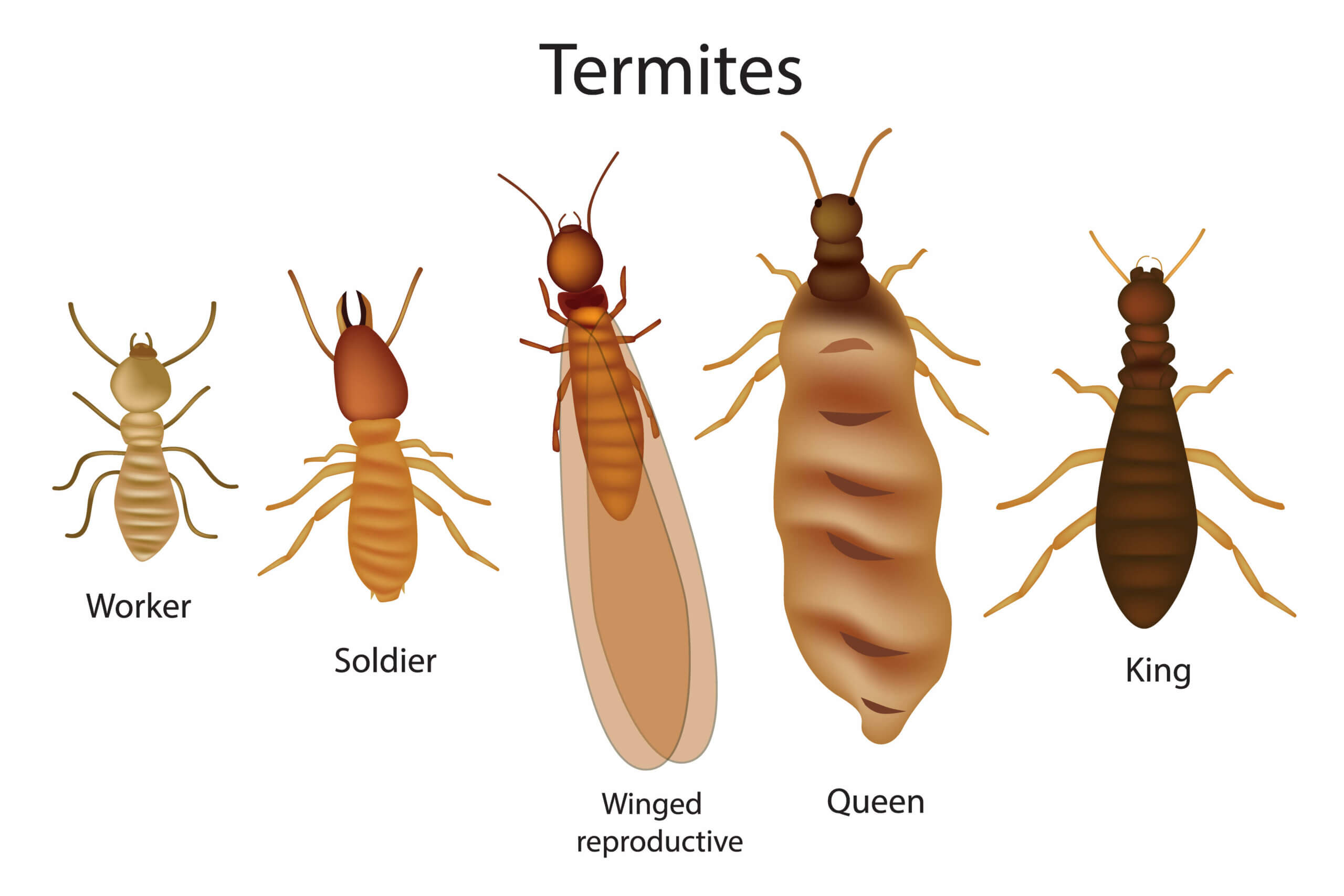 Termites divide into castes.