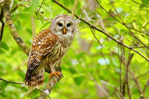 Meet 4 Interesting and Beautiful Species of Owl