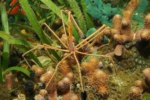 A spider crab underwater.