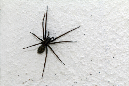 A spider on a wall.