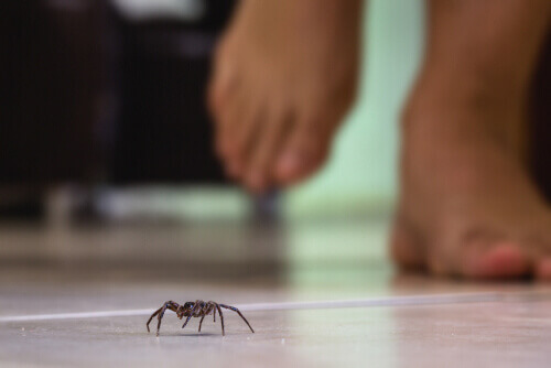 A spider walking on the floor.