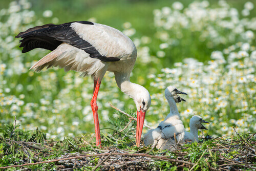 White Stork Migration: Interesting Facts About These Birds - My Animals