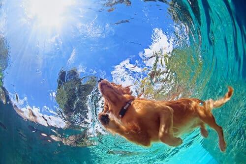A swimming pool is a good place to teach your dog to dive.