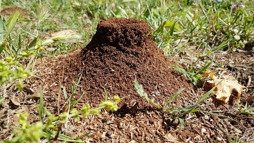A close-up of a termite nest.