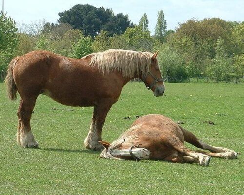 Two horses in a field.