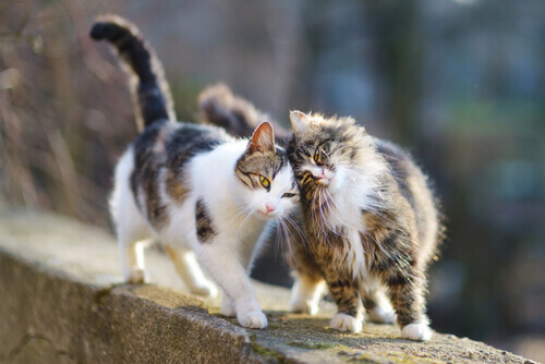 Two outdoor cats on a wall.