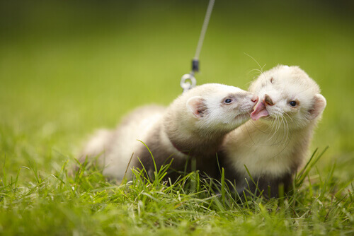 Two pet ferrets.