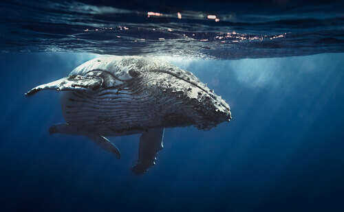 A whale under the water.
