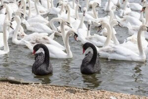 Differences between Black and White Swans
