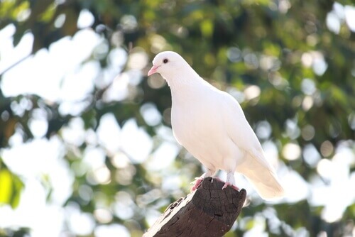 A white-colored pigeon.